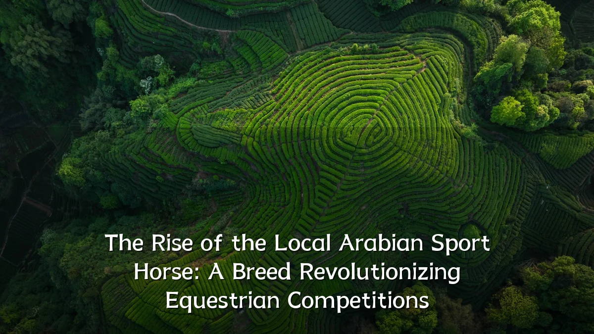 The Rise of the Local Arabian Sport Horse: A Breed Revolutionizing Equestrian Competitions