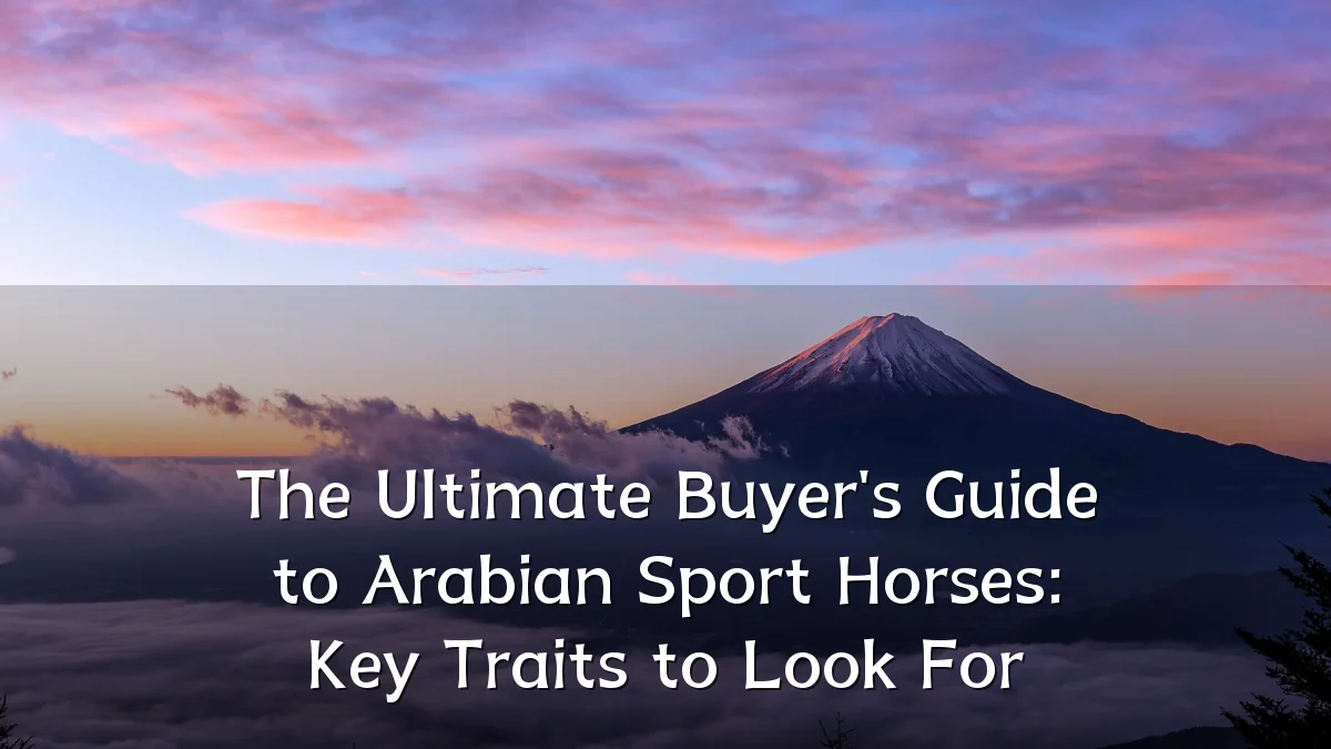 The Ultimate Buyer's Guide to Arabian Sport Horses: Key Traits to Look For