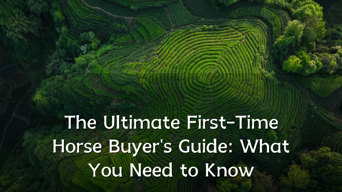The Ultimate First-Time Horse Buyer's Guide: What You Need to Know