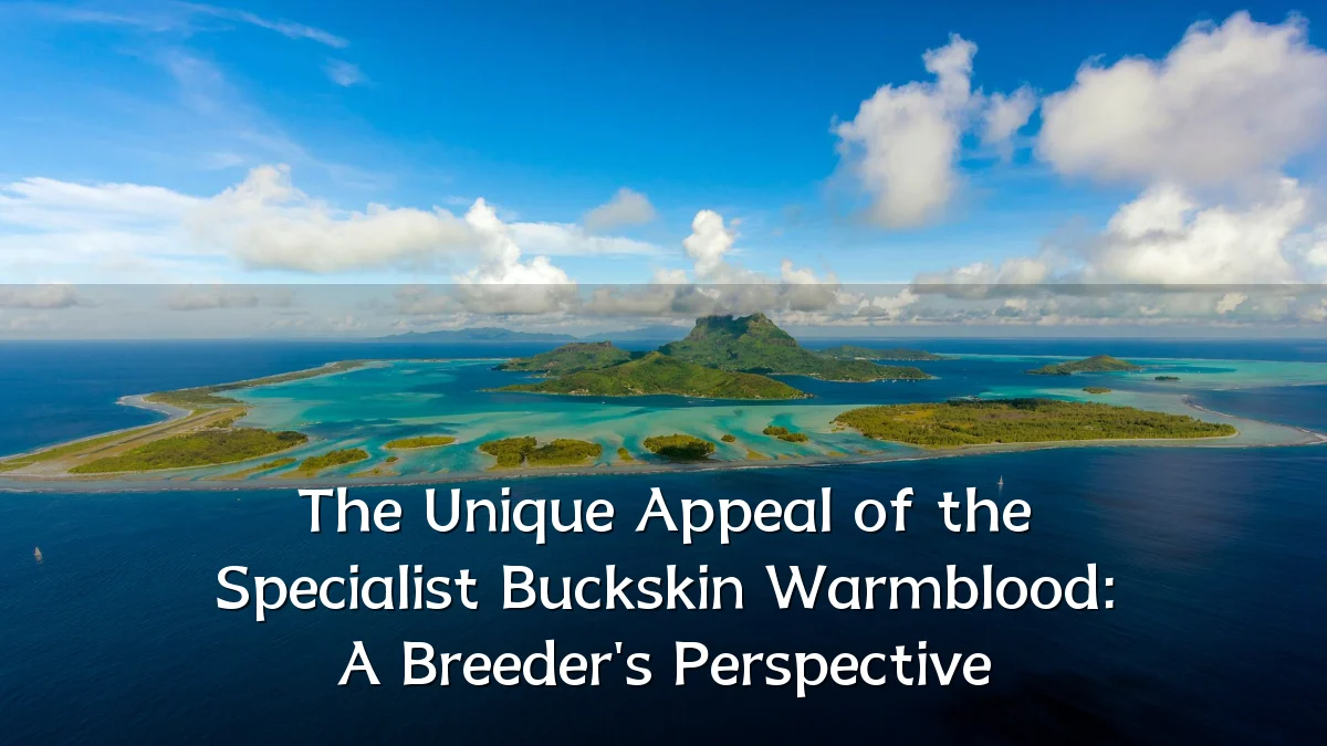 The Unique Appeal of the Specialist Buckskin Warmblood: A Breeder's Perspective