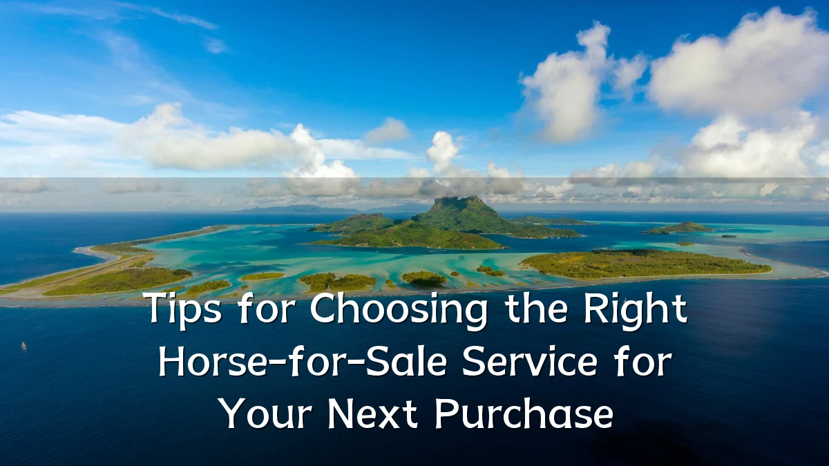 Tips for Choosing the Right Horse-for-Sale Service for Your Next Purchase