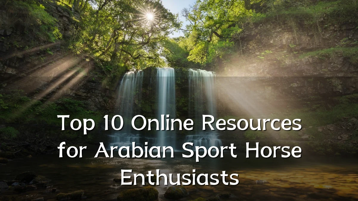Top 10 Online Resources for Arabian Sport Horse Enthusiasts