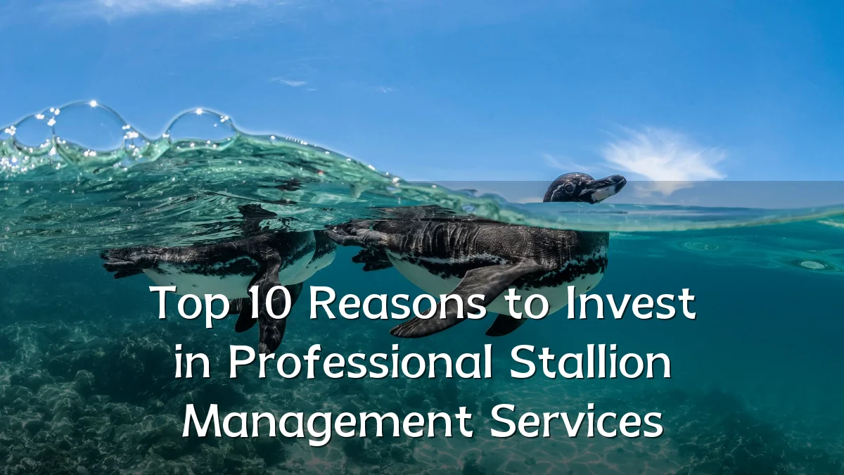Top 10 Reasons to Invest in Professional Stallion Management Services