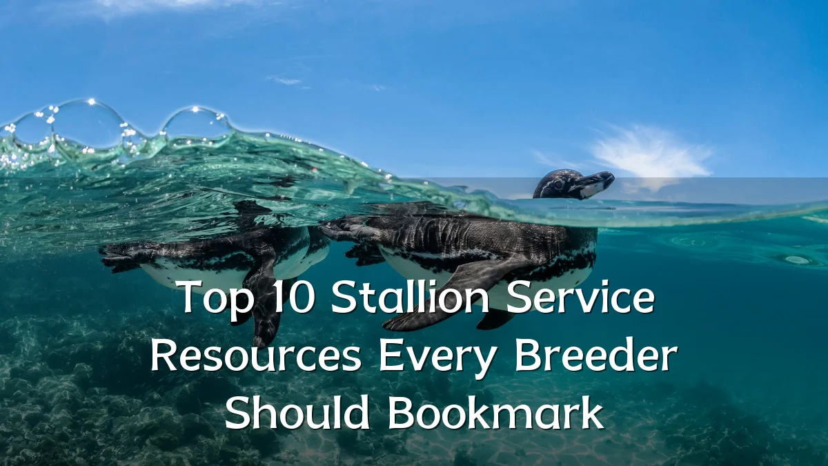 Top 10 Stallion Service Resources Every Breeder Should Bookmark