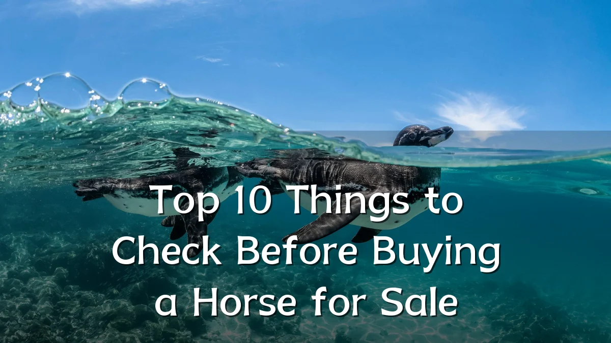 Top 10 Things to Check Before Buying a Horse for Sale