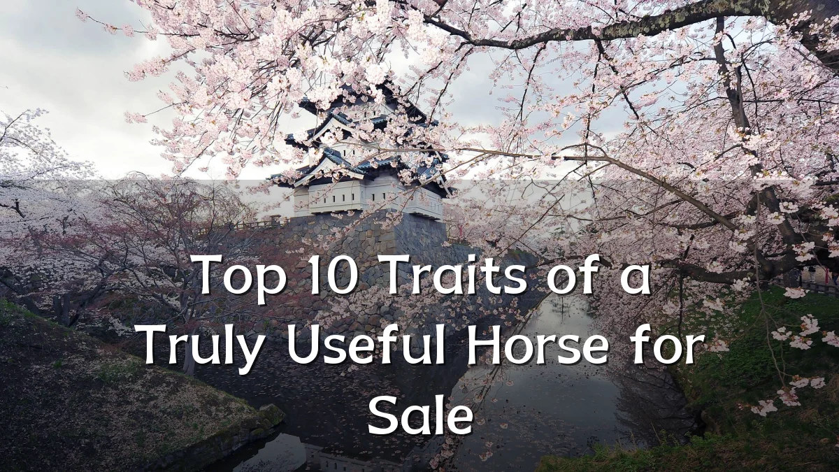 Top 10 Traits of a Truly Useful Horse for Sale