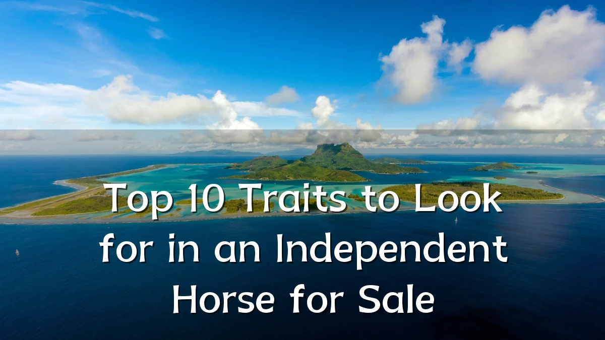 Top 10 Traits to Look for in an Independent Horse for Sale
