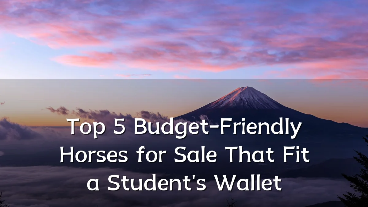 Top 5 Budget-Friendly Horses for Sale That Fit a Student's Wallet