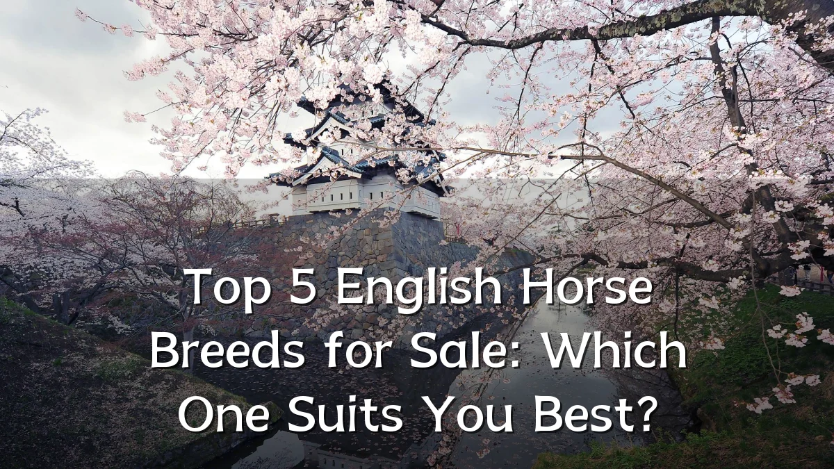Top 5 English Horse Breeds for Sale: Which One Suits You Best?