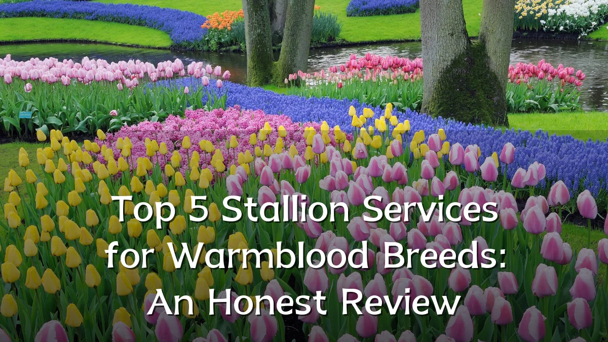 Top 5 Stallion Services for Warmblood Breeds: An Honest Review