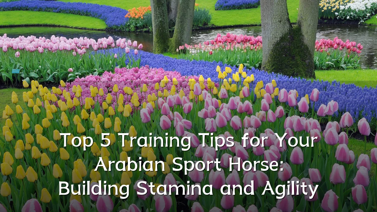 Top 5 Training Tips for Your Arabian Sport Horse: Building Stamina and Agility