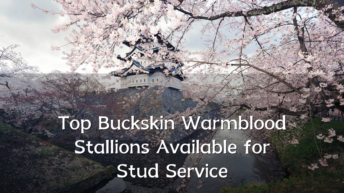 Top Buckskin Warmblood Stallions Available for Stud Service
