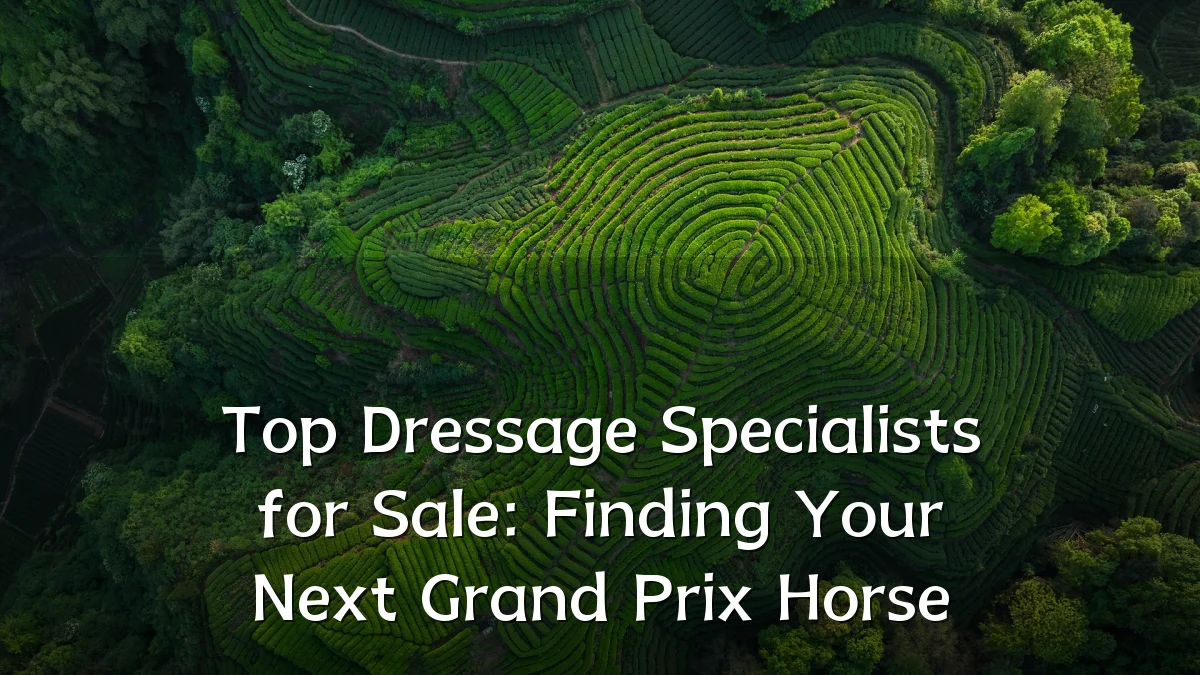 Top Dressage Specialists for Sale: Finding Your Next Grand Prix Horse