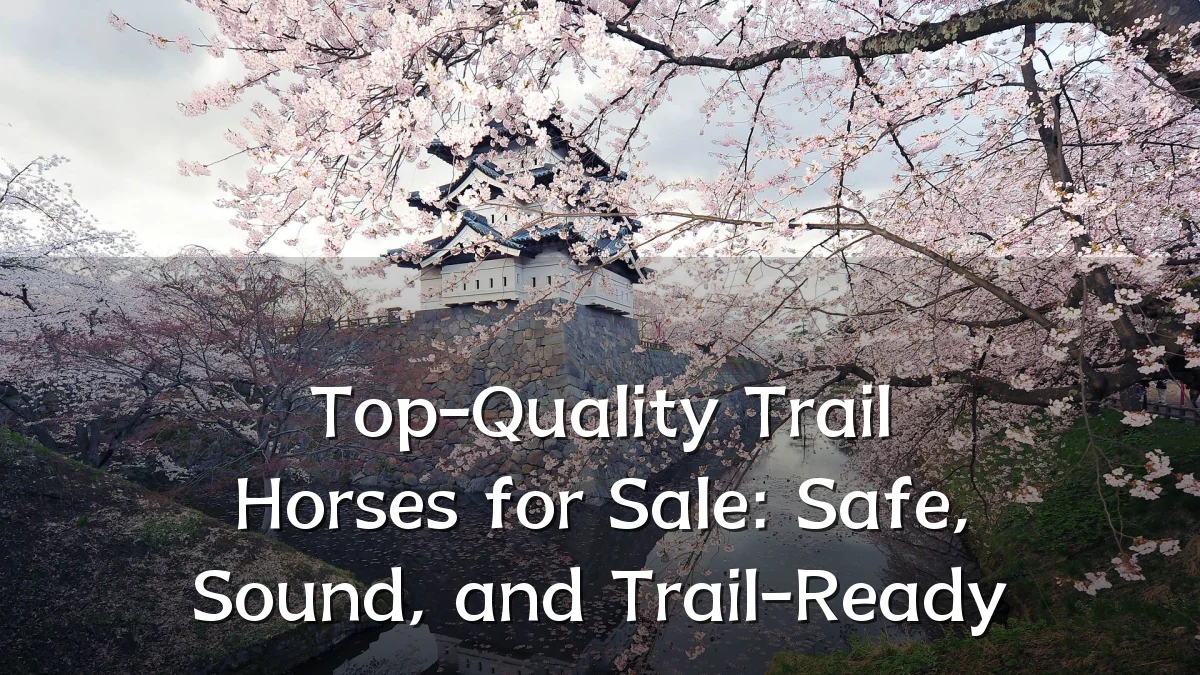 Top-Quality Trail Horses for Sale: Safe, Sound, and Trail-Ready