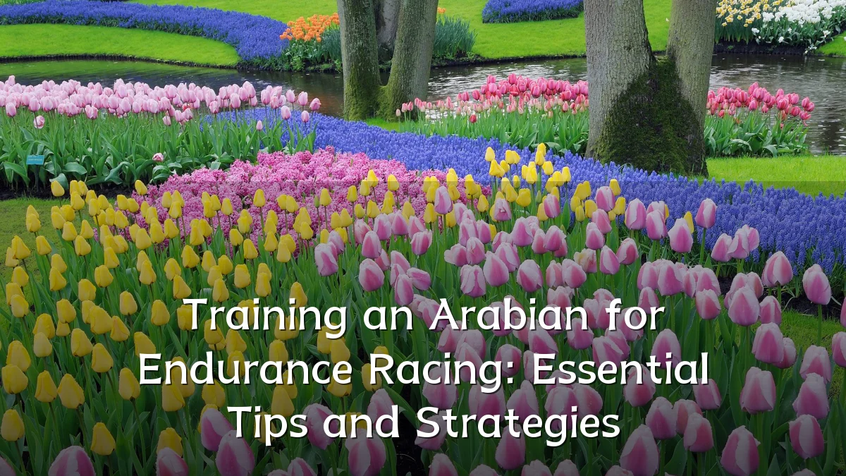 Training an Arabian for Endurance Racing: Essential Tips and Strategies