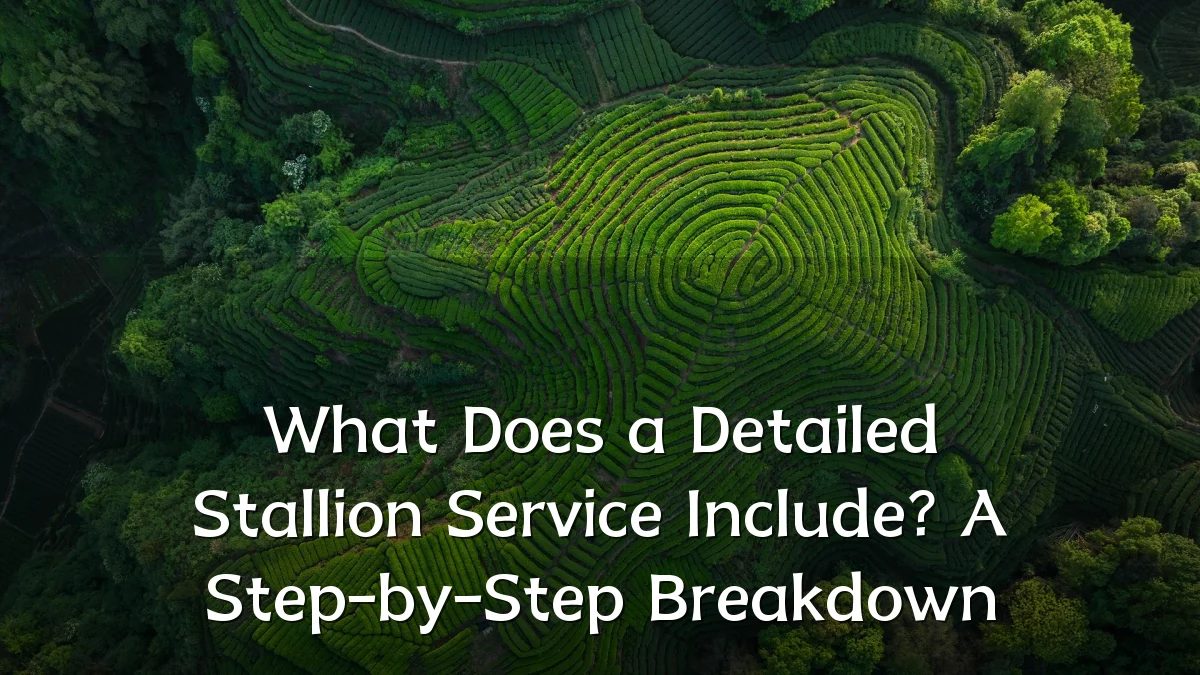 What Does a Detailed Stallion Service Include? A Step-by-Step Breakdown