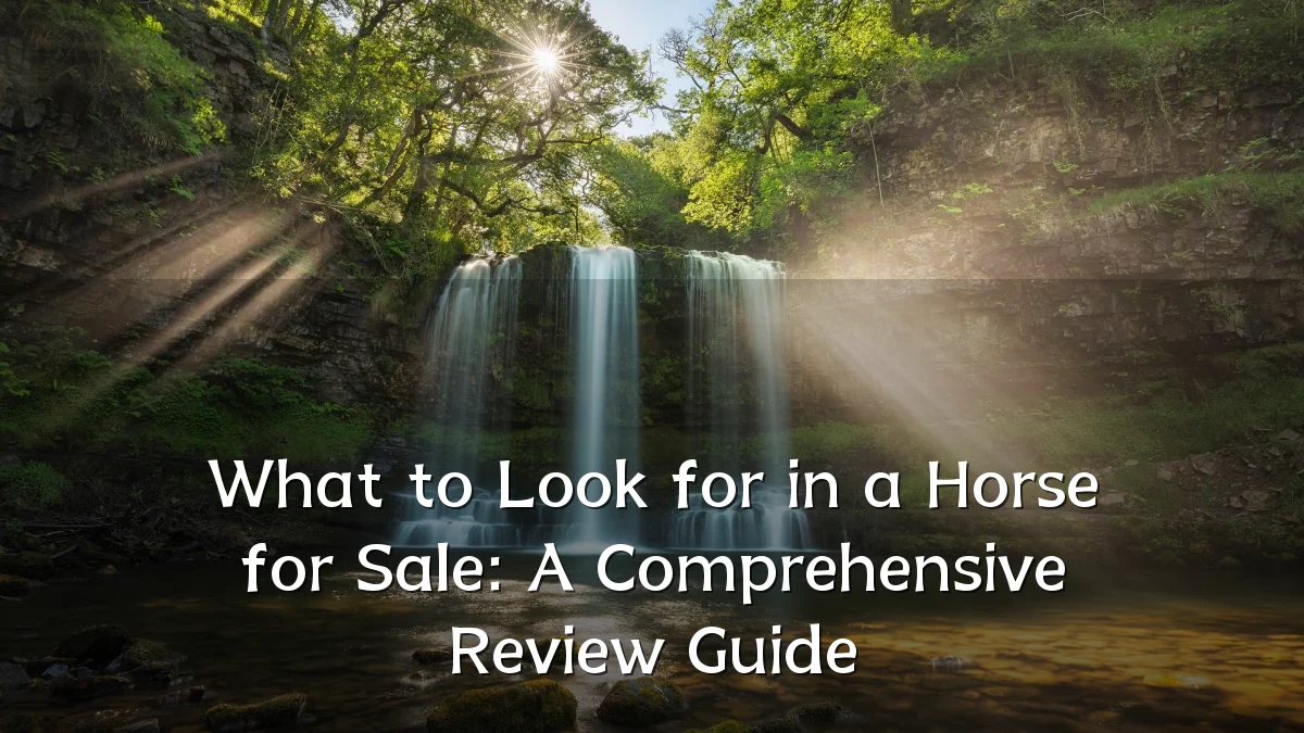 What to Look for in a Horse for Sale: A Comprehensive Review Guide