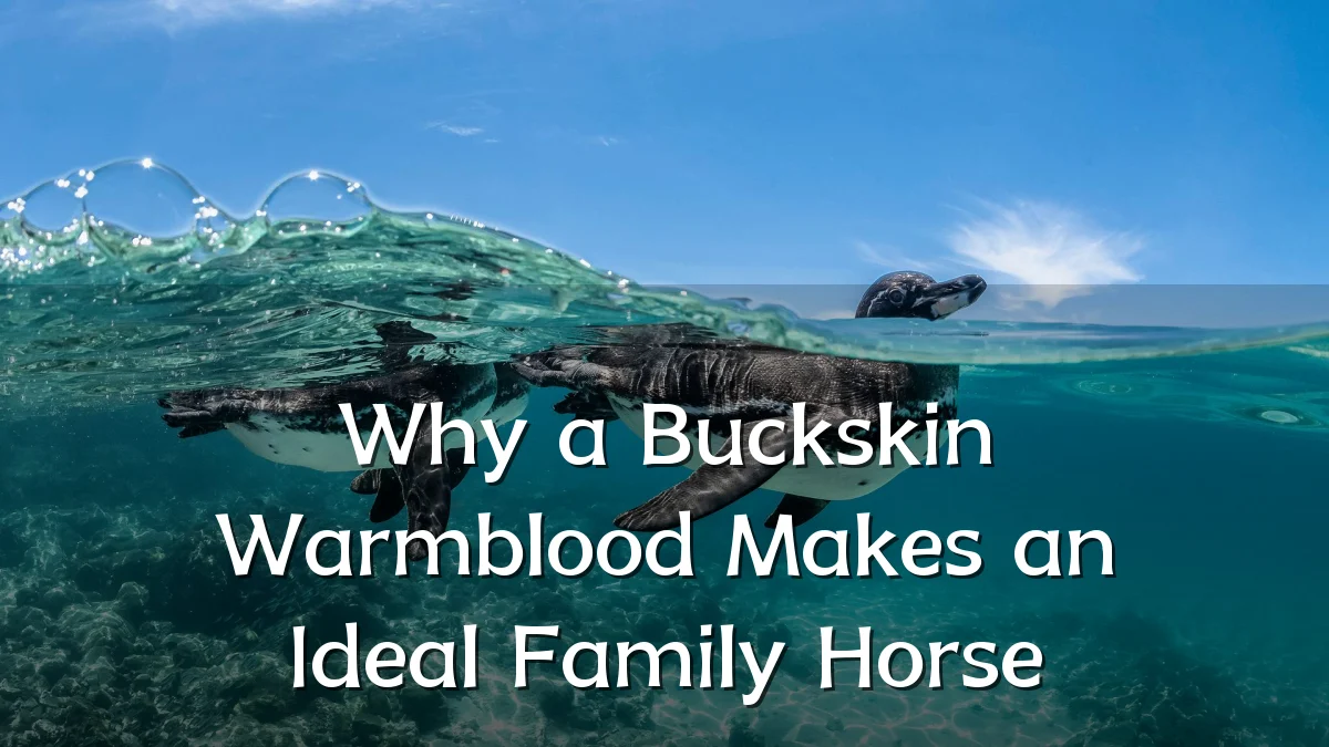 Why a Buckskin Warmblood Makes an Ideal Family Horse