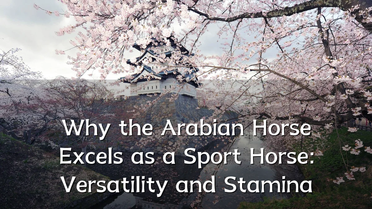 Why the Arabian Horse Excels as a Sport Horse: Versatility and Stamina