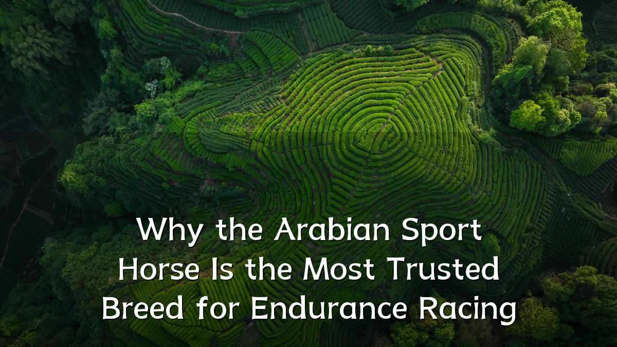 Why the Arabian Sport Horse Is the Most Trusted Breed for Endurance Racing