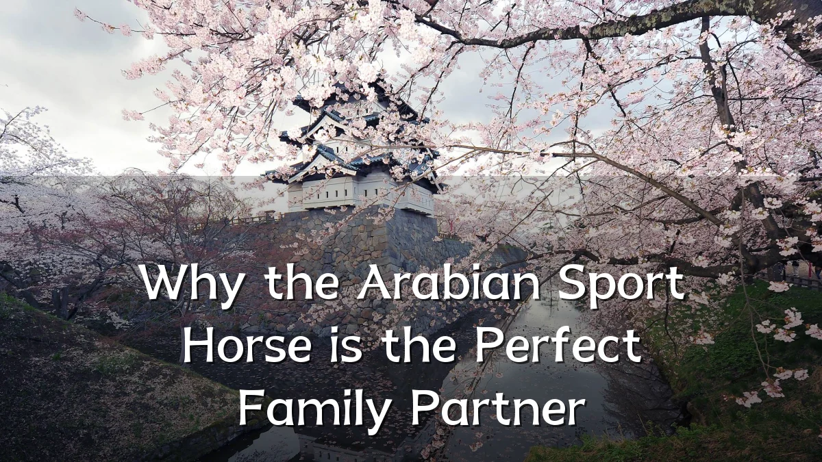 Why the Arabian Sport Horse is the Perfect Family Partner