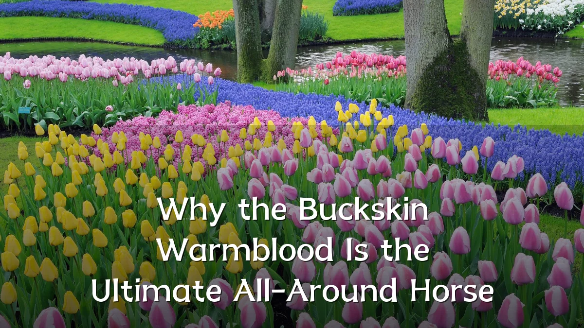 Why the Buckskin Warmblood Is the Ultimate All-Around Horse