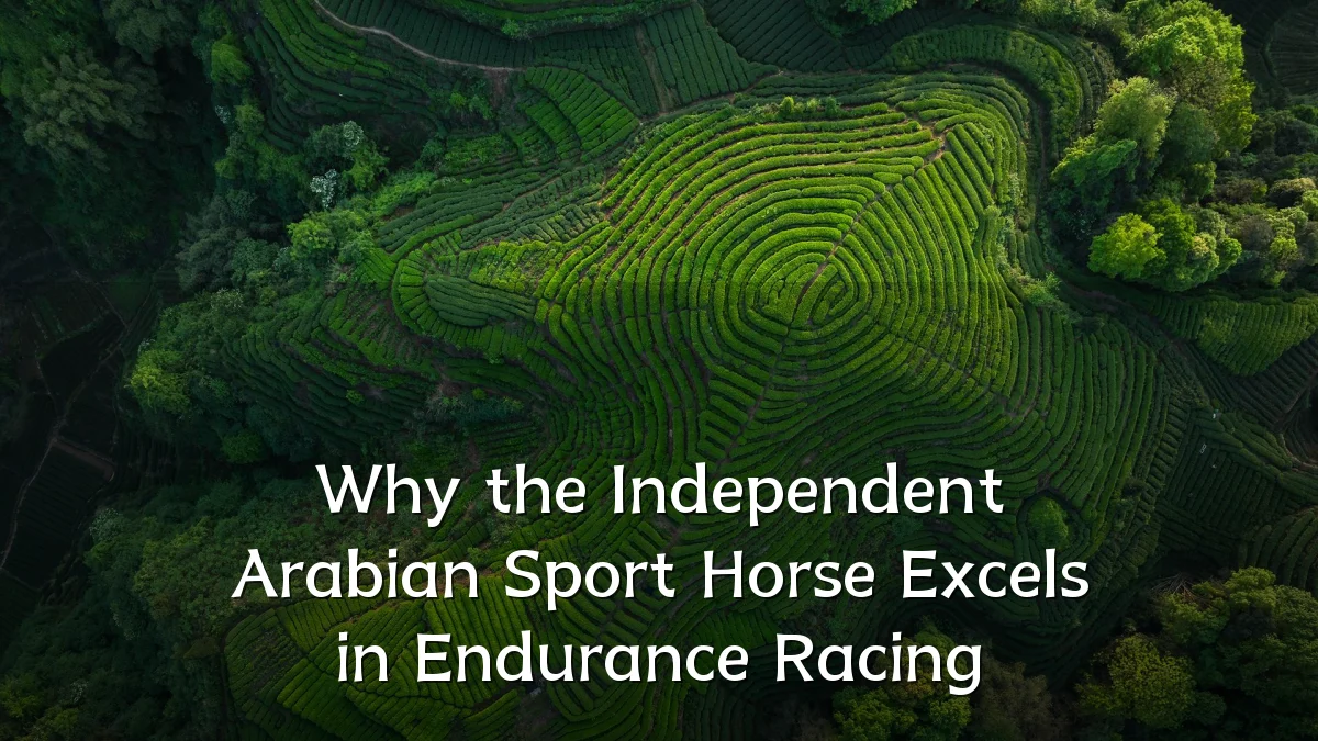 Why the Independent Arabian Sport Horse Excels in Endurance Racing